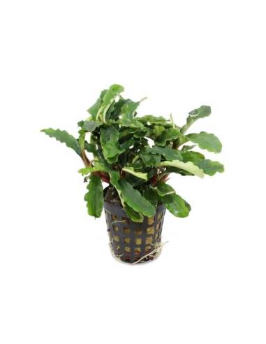 Bucephalandra Green Velvet