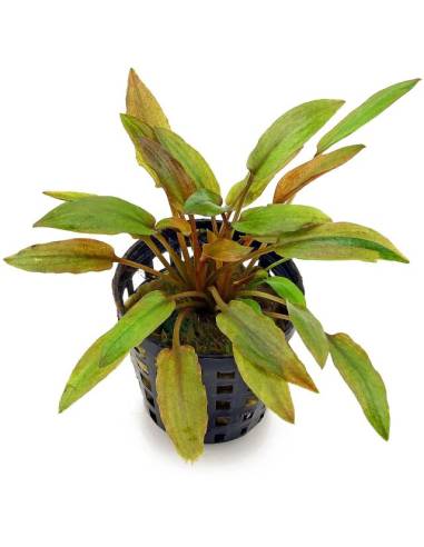 Cryptocoryne "Florida sunset"