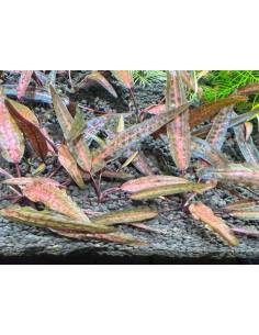Cryptocoryne "Florida sunset" 2
