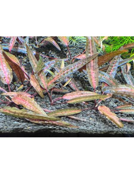 Cryptocoryne "Florida sunset"