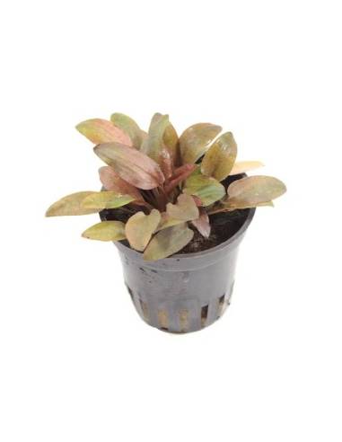 Cryptocoryne petchii "Pink"