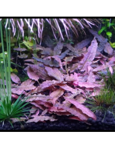 Cryptocoryne petchii "Pink" 2
