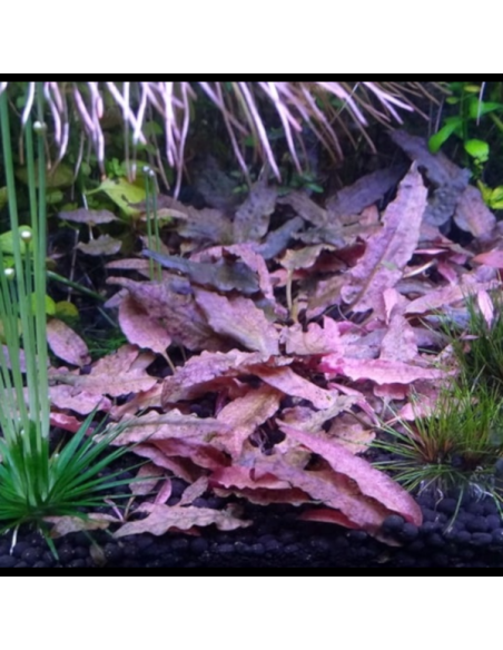 Cryptocoryne petchii "Pink"