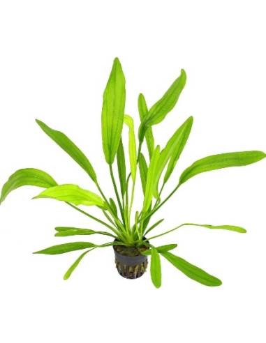 Echinodorus horemanii green