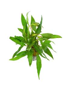 Hygrophila corymbosa angustifolia rubra, plantas para acuarios