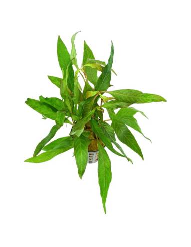 Hygrophila corymbosa rubra