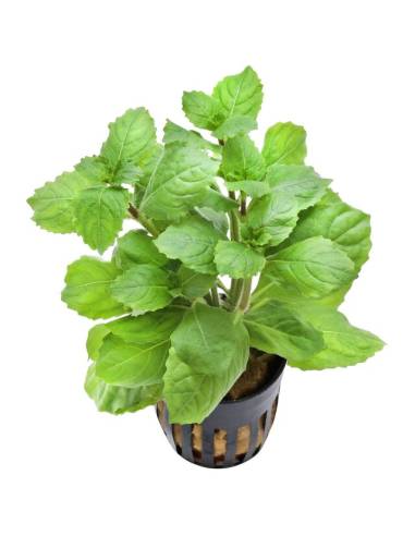 Hygrophila triflora