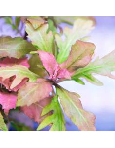 Hygrophila triflora, plantas para acuarios 2
