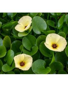 Hydrocleys nymphoides, plantas flotantes para acuario