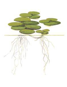 Limnobium laevigatum  planta flotante 2