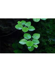 Limnobium laevigatum  planta flotante