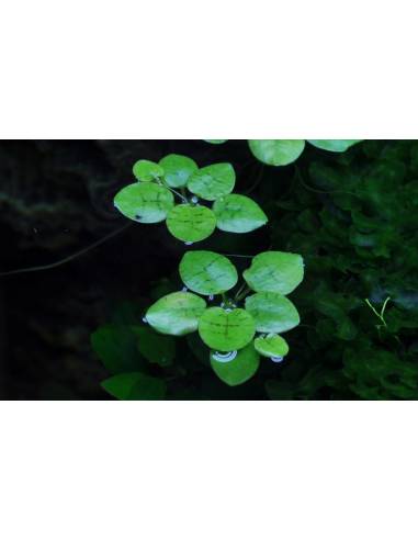 Limnobium laevigatum planta flotante