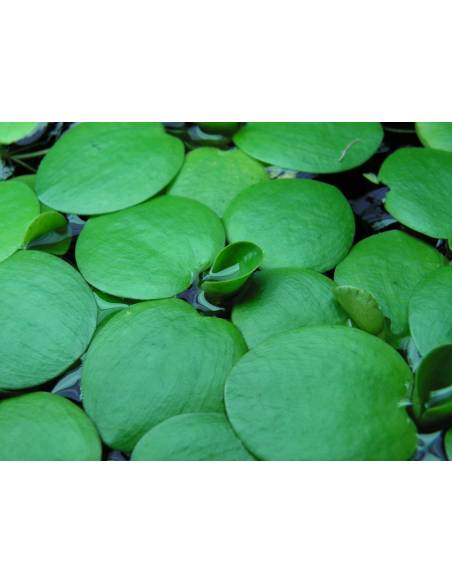 Limnobium laevigatum  planta flotante