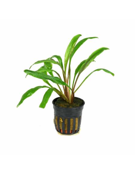 Cryptocoryne crispatula