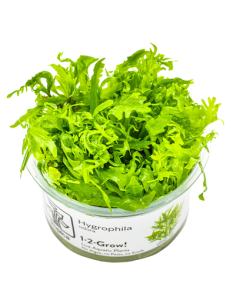 Hygrophila odora 1-2 Grow! Tropica Dinamarca