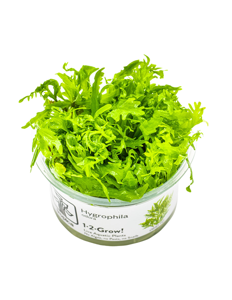 Hygrophila odora 1-2 Grow! Tropica Dinamarca