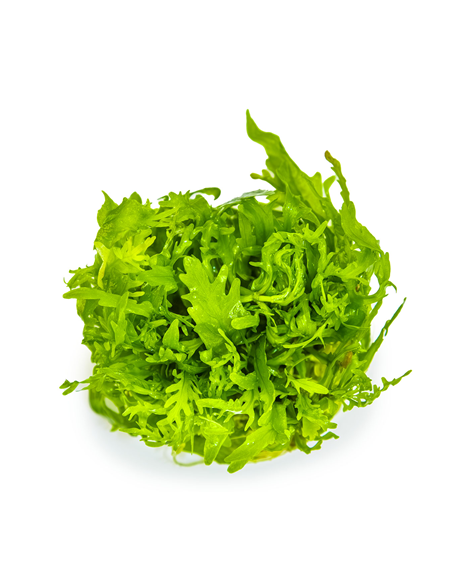 Hygrophila odora 1-2 Grow! Tropica Dinamarca