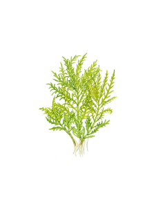 Hygrophila odora 1-2 Grow! Tropica Dinamarca 2