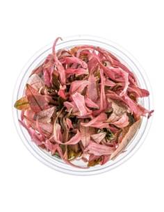 Cryptocoryne Flamingo  - tarrina in vitro