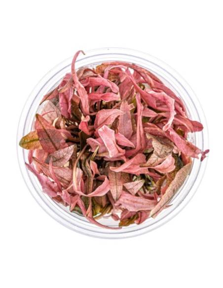 Cryptocoryne Flamingo  - tarrina in vitro