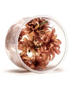Cryptocoryne Wendtii sindor - tarrina in vitro