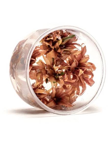 Cryptocoryne Wendtii sindor - tarrina in vitro