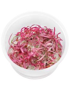 Hygrophila "Chai" - tarrina in vitro