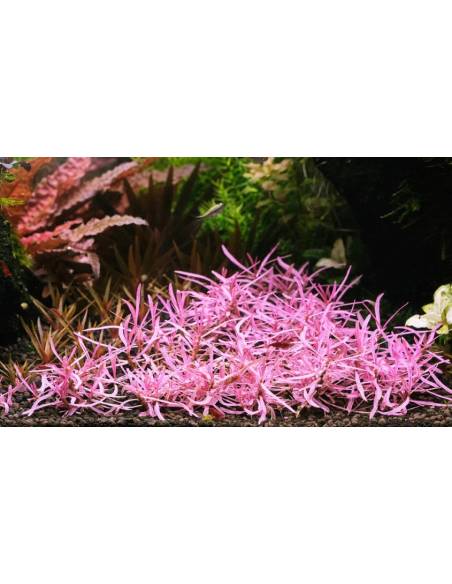 Hygrophila "Chai" - tarrina in vitro