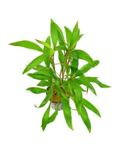 Hygrophila corymbosa angustifolia
