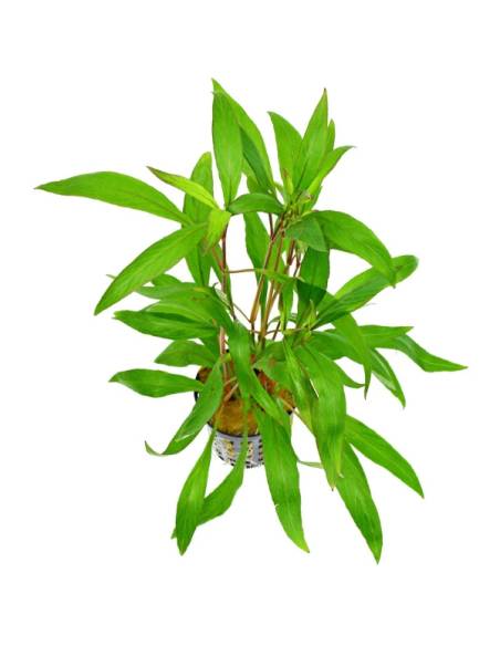 Hygrophila corymbosa angustifolia