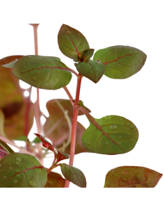 Ludwigia palustris 'Super Red' 2
