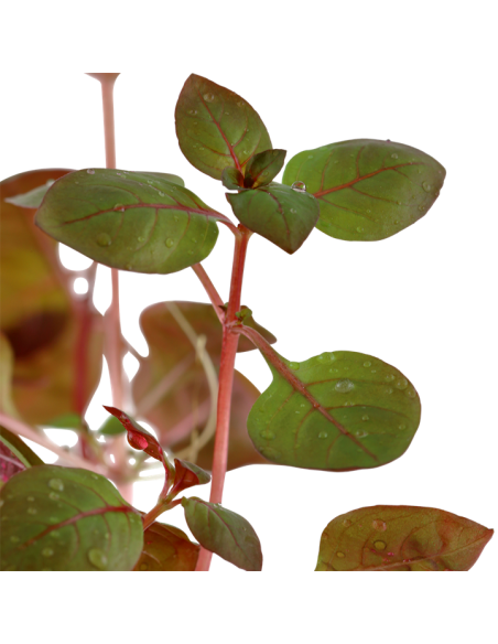 Ludwigia palustris 'Super Red'