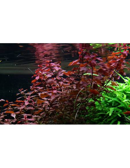 Ludwigia palustris 'Super Red'
