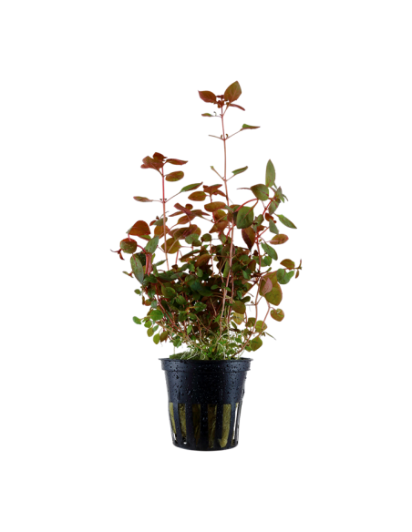 Ludwigia palustris 'Super Red'