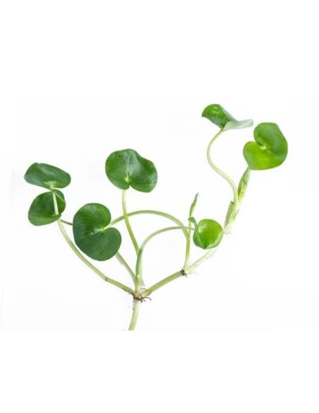Heteranthera reniformis planta flotante para acuarios