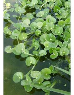 Heteranthera reniformis planta flotante para acuarios 2