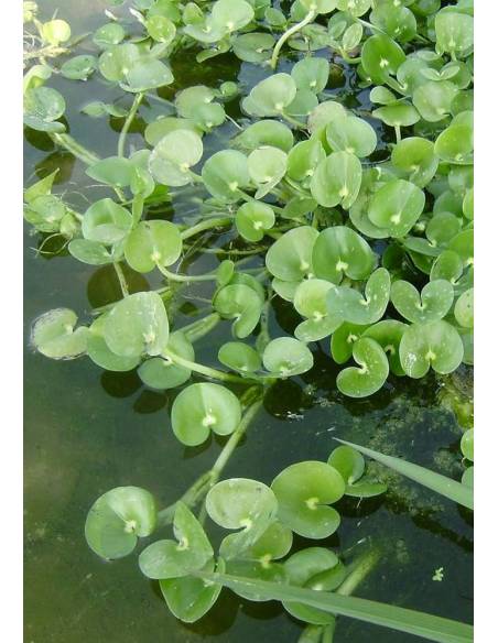Heteranthera reniformis planta flotante para acuarios