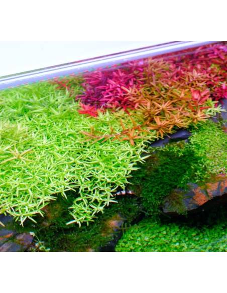 Twinstar Light V 200S (ajustable & colgante) ajustable para acuarios plantados