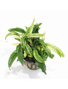 Anubias minima variegata