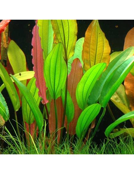 Echinodorus x "red diamond"