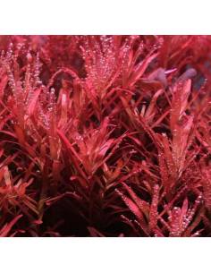 Rotala colorata,  plantas acuáticas para acuario en maceta 2