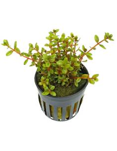 Rotala colorata,  plantas acuáticas para acuario en maceta