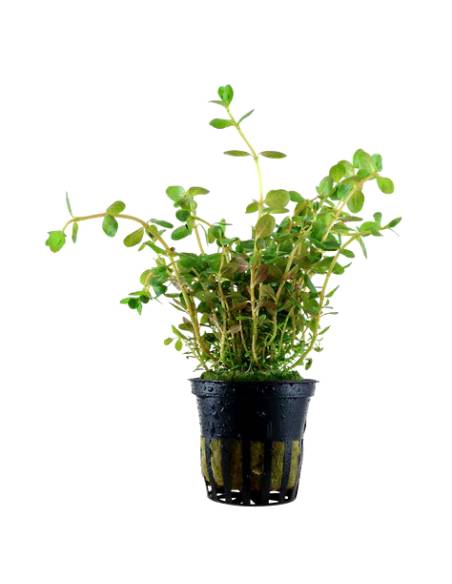 Rotala rotundifolia - Aquaflora plantas acuáticas para acuario en maceta