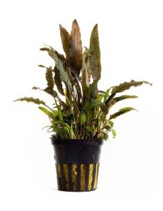 Cryptocoryne walkeri - Aquaflora