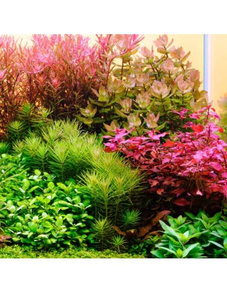 Acuario Juwel Primo 110 2.0 LED black Twinstar Edition