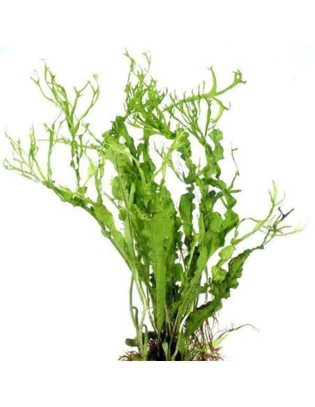 Microsorium pteropus "Twistedleaf"