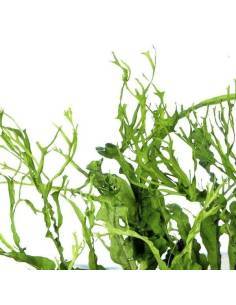 Microsorium pteropus "Twistedleaf" 2