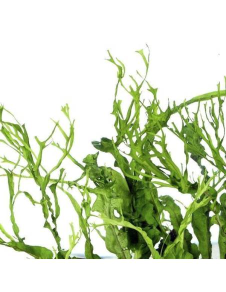 Microsorium pteropus "Twistedleaf"