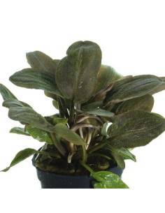 Lagenandra meeboldii "red"