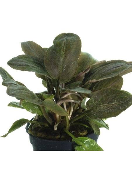 Lagenandra meeboldii "red"